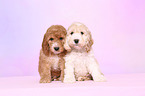 Cockerpoo Puppies