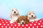 Cockerpoo Puppies