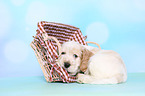 Cockerpoo Puppy