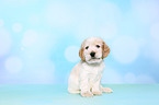 Cockerpoo Puppy