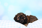 Cockerpoo Puppy