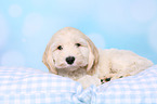 Cockerpoo Puppy