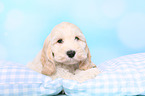 Cockerpoo Puppy