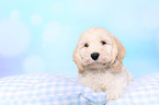 Cockerpoo Puppy