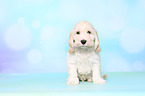Cockerpoo Puppy