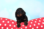 Cockerpoo Puppy