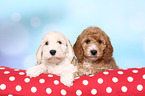 Cockerpoo Puppies