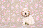 Cockerpoo Puppy