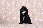 Cockerpoo Puppy