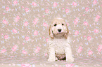 Cockerpoo Puppy