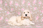 Cockerpoo Puppy
