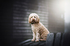 young Cockerpoo