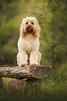 Cockerpoo in summer