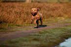 Cockerpoo in autumn