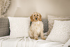 Cockerpoo Puppy
