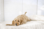 Cockerpoo Puppy