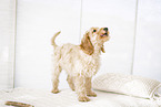 Cockerpoo Puppy