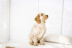 Cockerpoo Puppy