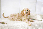 Cockerpoo Puppy