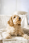 Cockerpoo Puppy