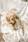 Cockerpoo Puppy