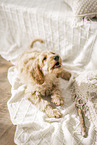 Cockerpoo Puppy
