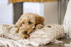 Cockerpoo Puppy