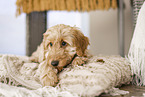 Cockerpoo Puppy