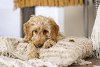Cockerpoo Puppy