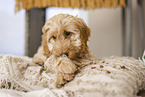 Cockerpoo Puppy