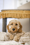 Cockerpoo Puppy