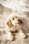 Cockerpoo Puppy