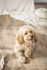 Cockerpoo Puppy