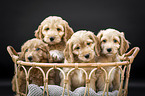 Cockerpoo Puppies