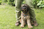 brown Cockerpoo