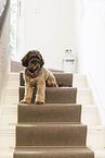 brown Cockerpoo