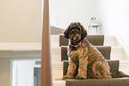 brown Cockerpoo