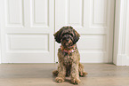 brown Cockerpoo