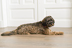 brown Cockerpoo
