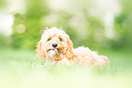 Cockerpoo