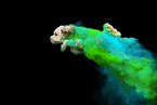 holi shooting with Cockerpoo