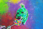 holi shooting with Cockerpoo