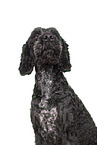 Cockerpoo Portrait