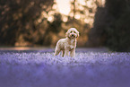 male Cockerpoo