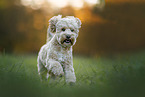 male Cockerpoo