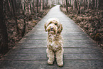 Cockerpoo