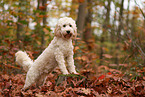 Cockapoo in autumn
