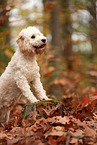 Cockapoo in autumn