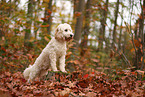 Cockapoo in autumn