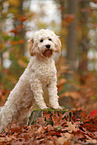 Cockapoo in autumn